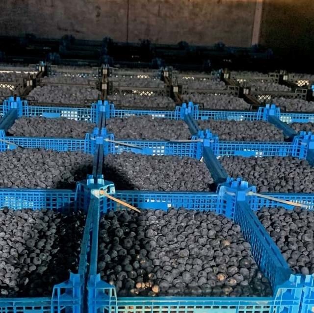 👉В Смоленской области пресекли ввоз почти 5 тонн ягод ...