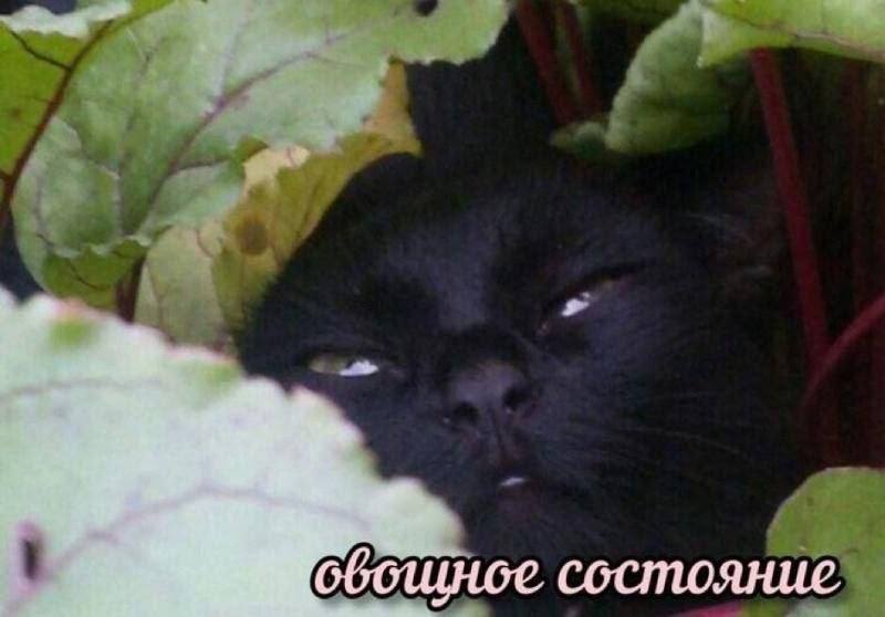 mood