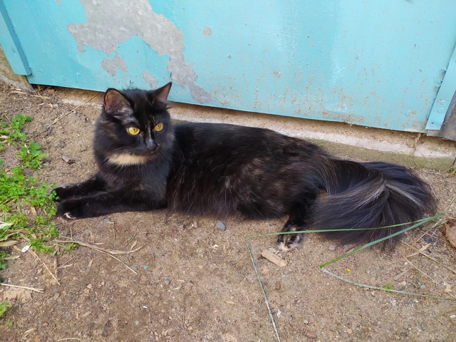 Предлагаем котят цветной турецкой ангоры от собственн...