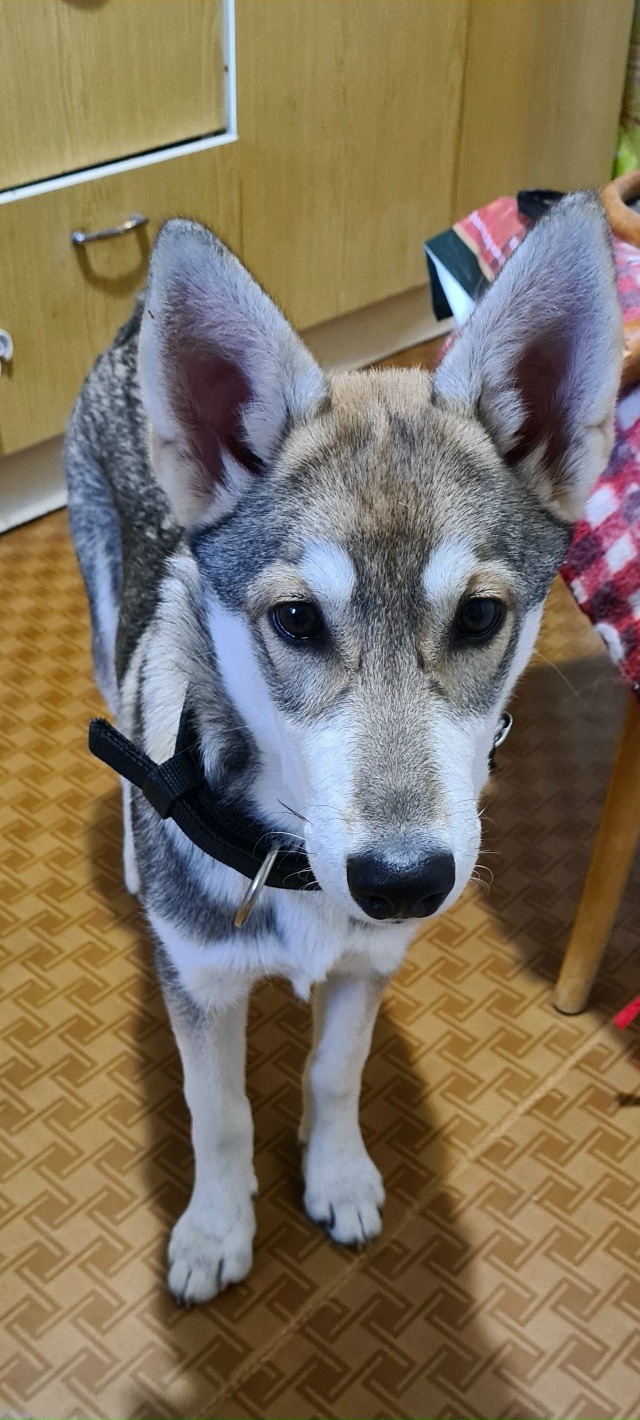 От пятёрочки на России 24 за ребёнком увязалась собачка...