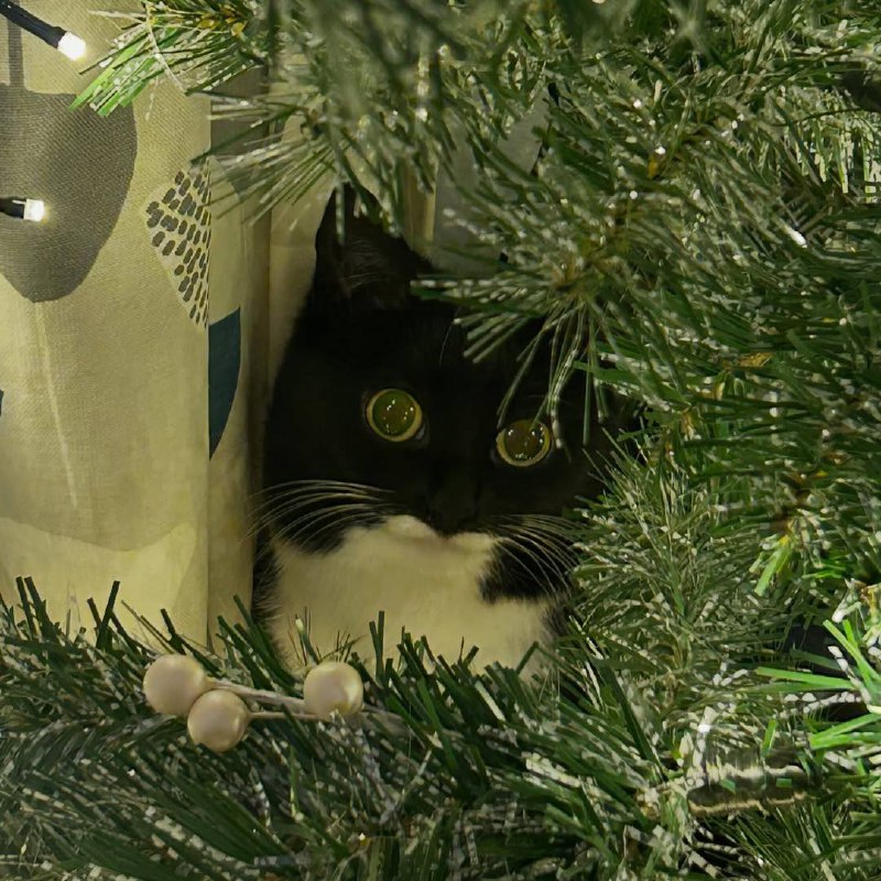 Огнически……..