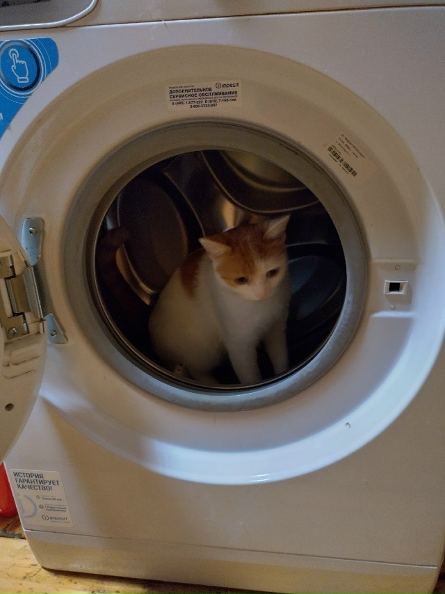Чуть не постирала своего любимца ?Проверяйте всегда та...