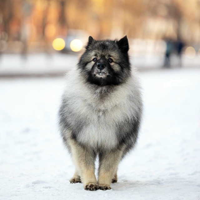 Ищу своего питомца ❗️
Кличка Пуш, 4 года.
Кобель, поро?...