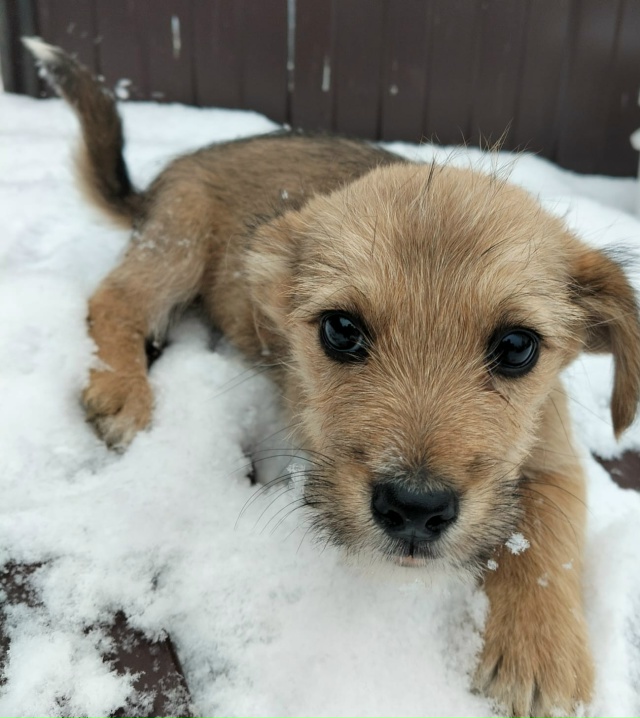 Очень нужна ваша помощь! 🙏 Этих малышек нашли в завяза...