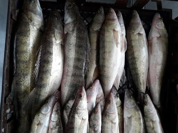 🐟🐠🐟🐠🐟🐠
Принимаются заказы на СВЕЖУЮ И КОПЧЁННУЮ...