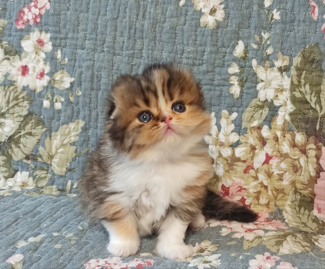 STAR BASTET CONSTANСE ???!
КОНСТАНЦИЯ -ЭТО ЛЮБОВЬ С ПЕРВОГО В...