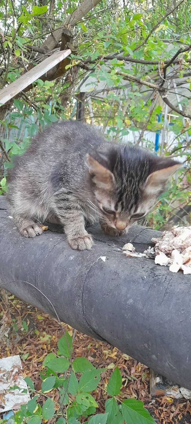 Друзья, подскажите, кто забрал этого котеночка за детс?...