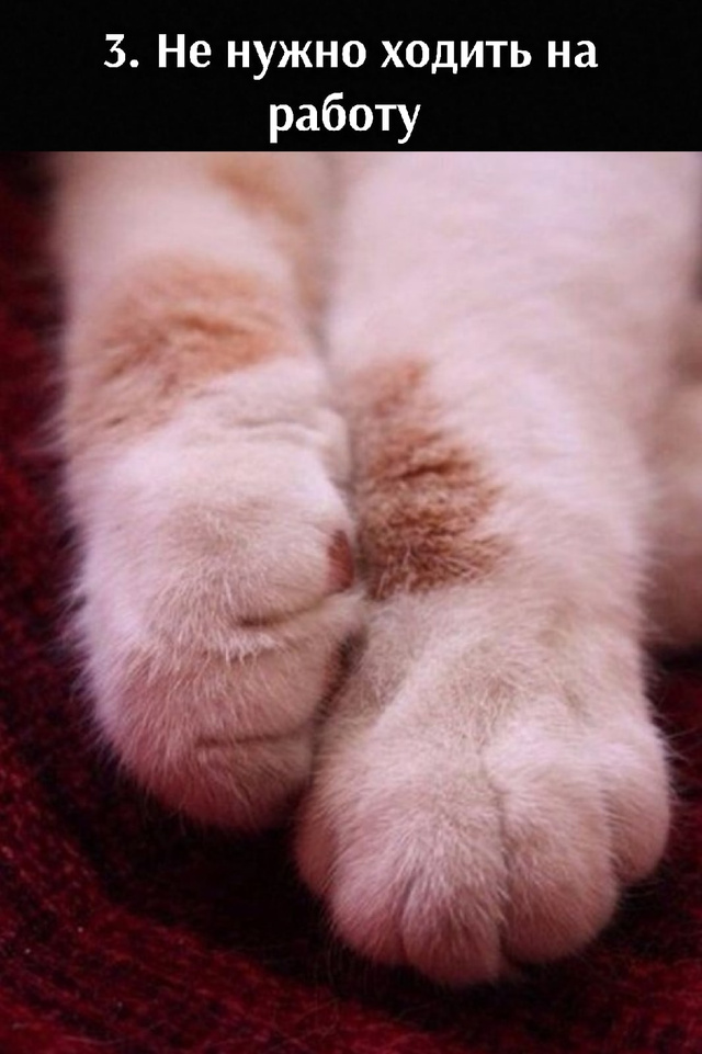 5 преимуществ лапок🐾