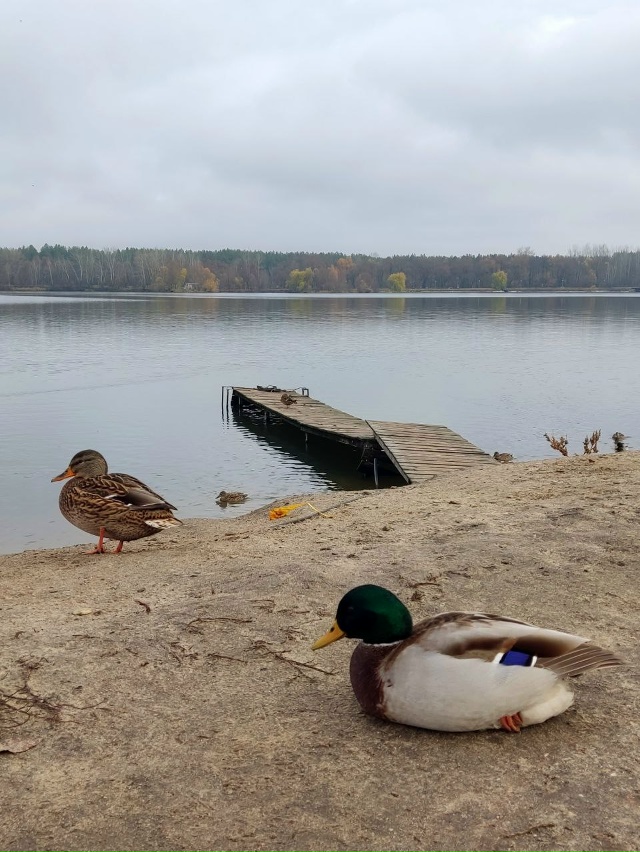 Спутниковские уточки