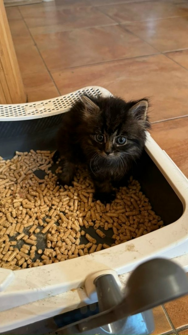 ? Друзья, наш кот Марсик , наш член семьи , наш самый лу...