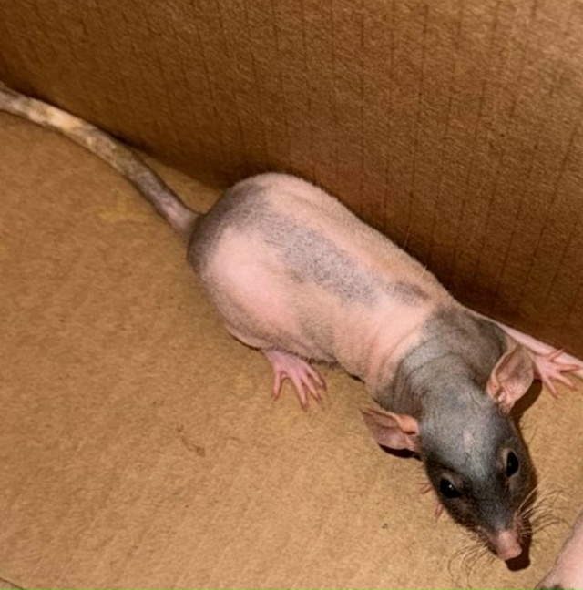 Отдам БЕСПЛАТНО в добрые руки крысят-сфинсков (лысых)
У...