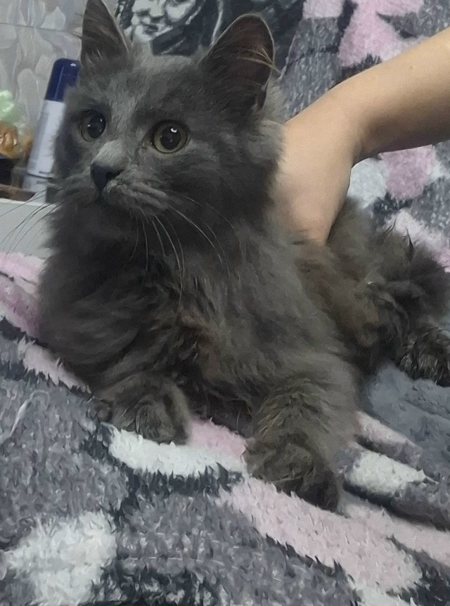 Прибился котёнок
П.Калиниха ул фадеева
Может кто ищет...