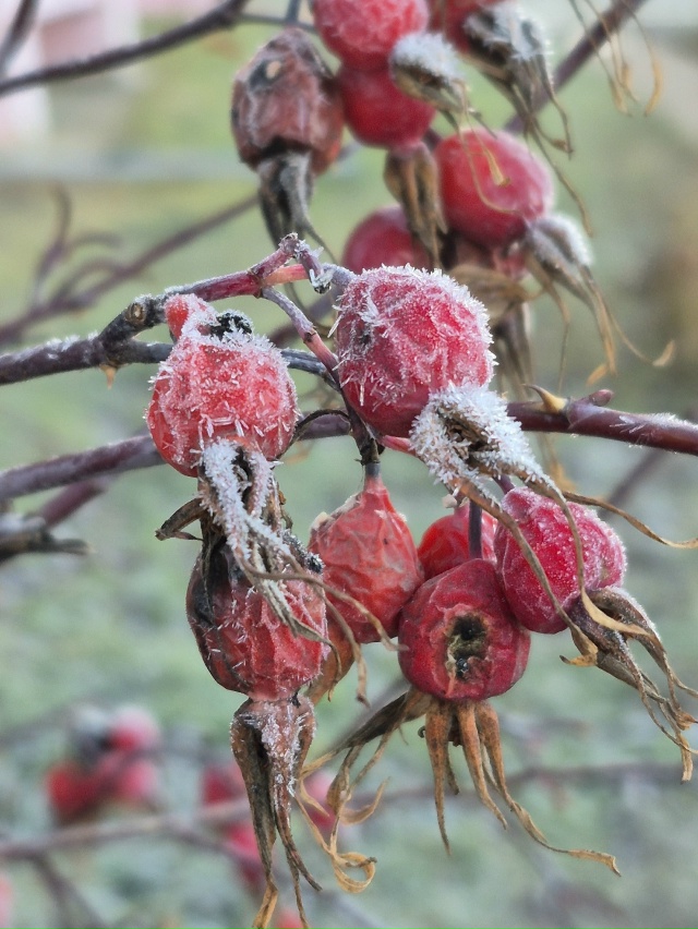 ❄Ноябрьское морозное утро в объективе нашей подписчи?...