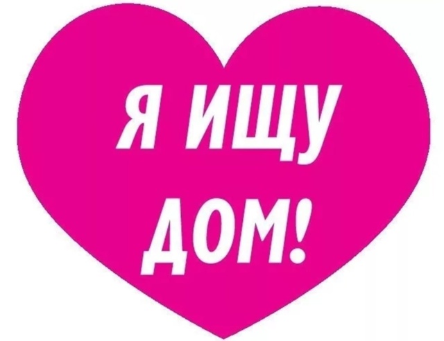 А что такое счастье для собаки?
Не миска корма и вкусня...