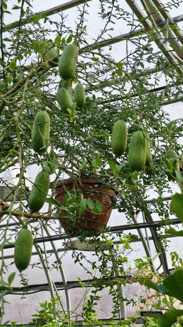 В Ботаническом саду ПГНИУ созрели пальчиковые лаймы —...