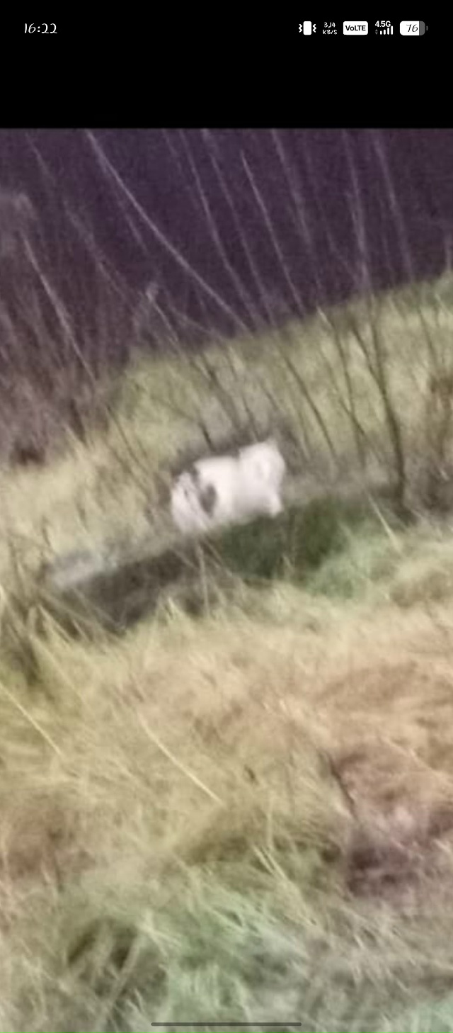 Пожалуйста можете помочь найти кота Он цветом песочно?...