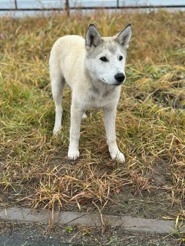 Нужна передержка , помощь в вольере в черте города или ?...