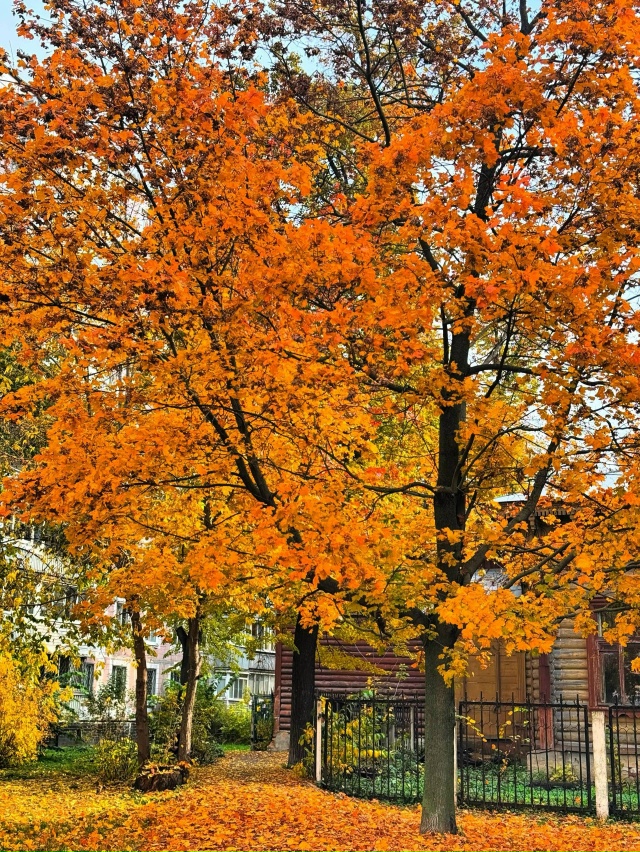 Какая красивая осень 🍂