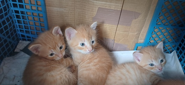 Всем привет! Отдаём котят в хорошие руки , на данный мом...
