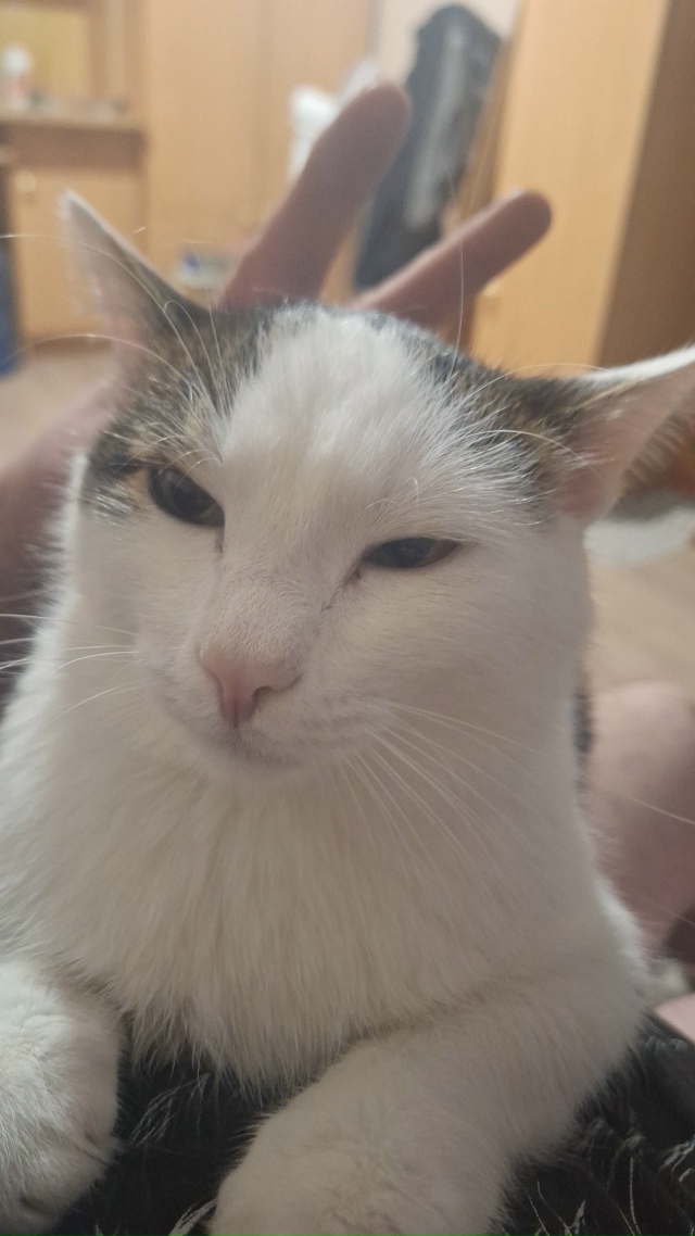 Чемошур звать