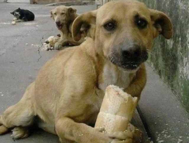 🚫🐾 В России готовится закон, ограничивающий кормлен?...