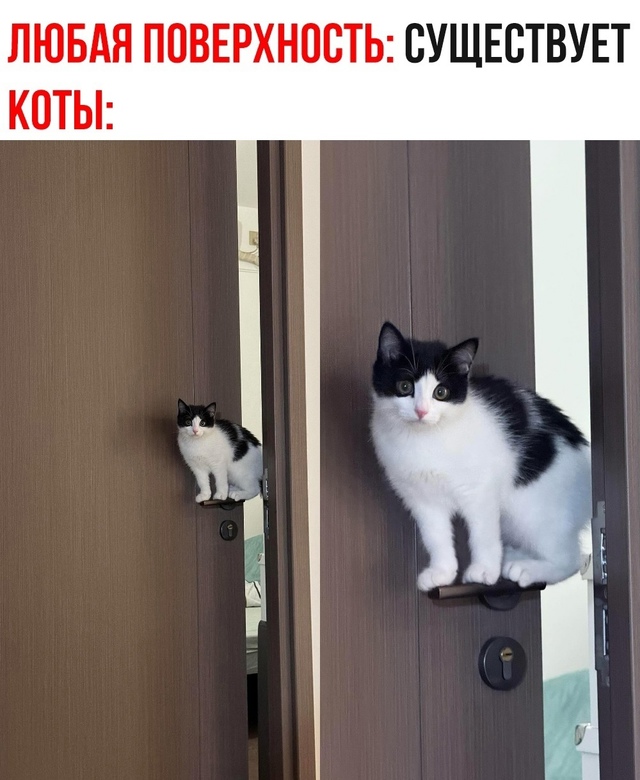 Физика: 