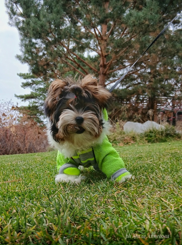 Осенний, атмосфено красивый парк перед отелем в Толья?...