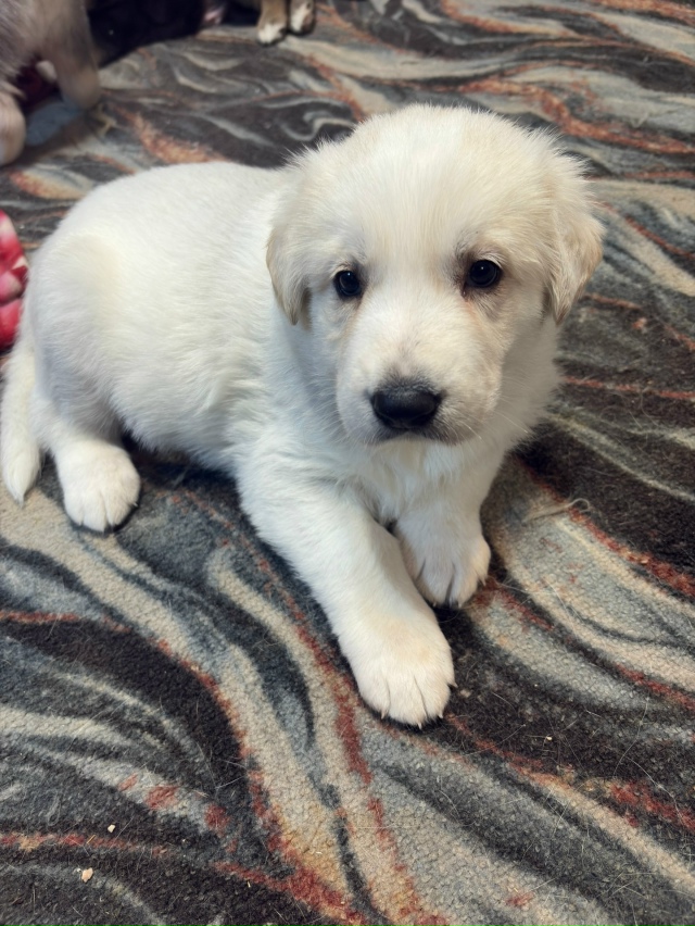 Отдам в добрые руки
Все мальчики
1 месяц будет 13 ноября