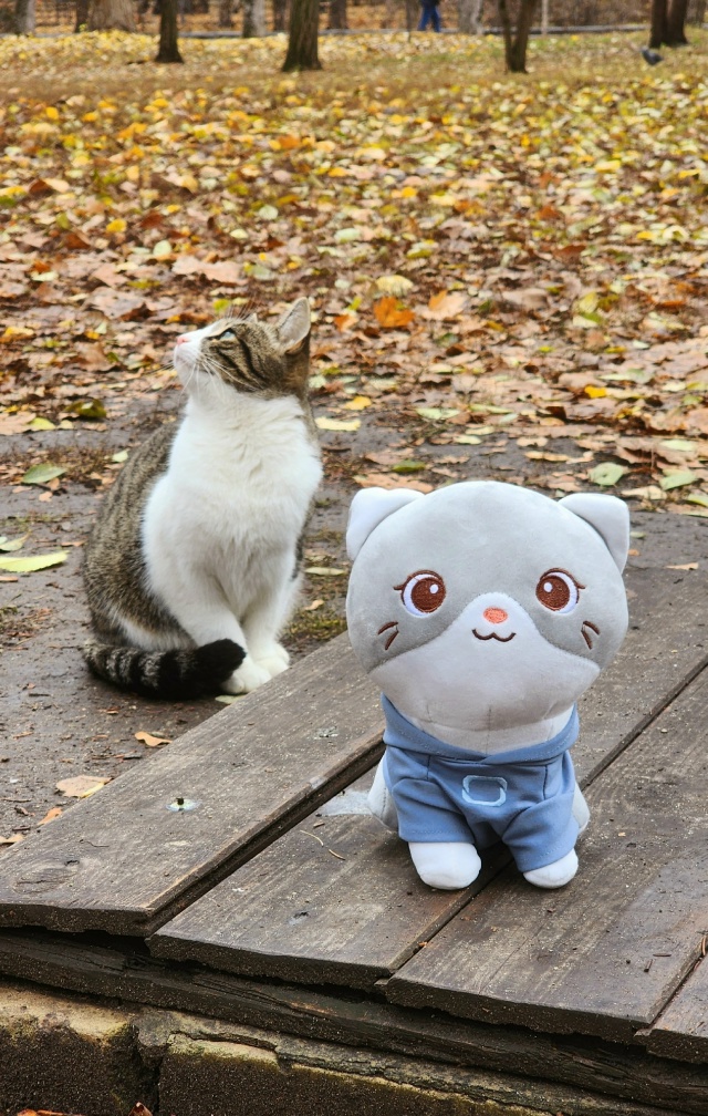 🍂 🍁 Осень 🍂
#КотМодиВхудиОмода