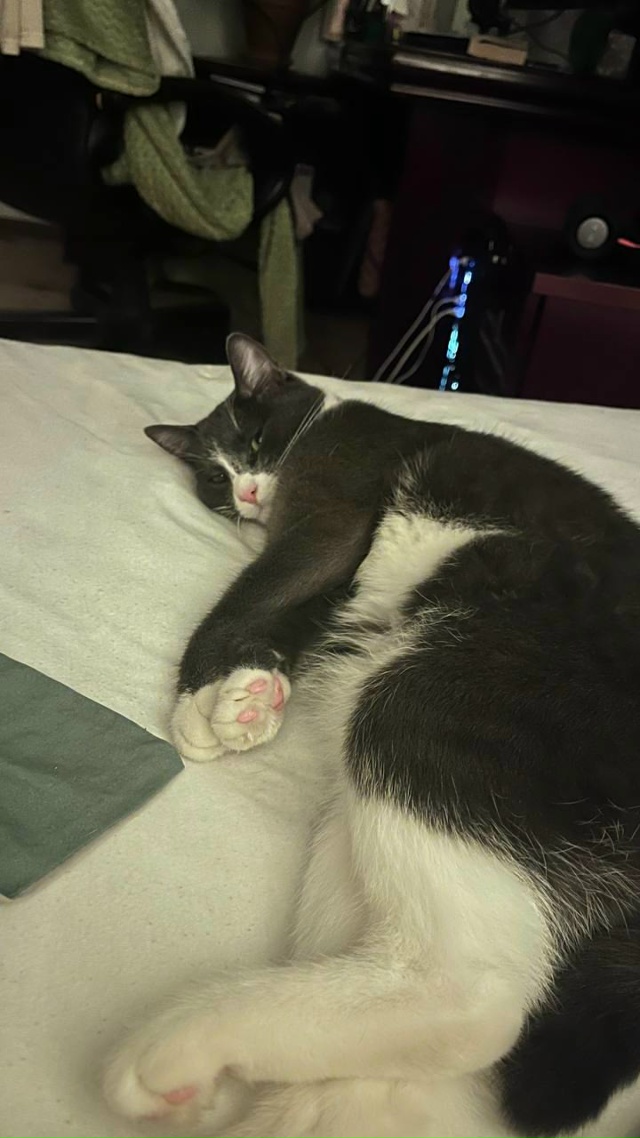 Саманта, найдена на улице, любима и сыта