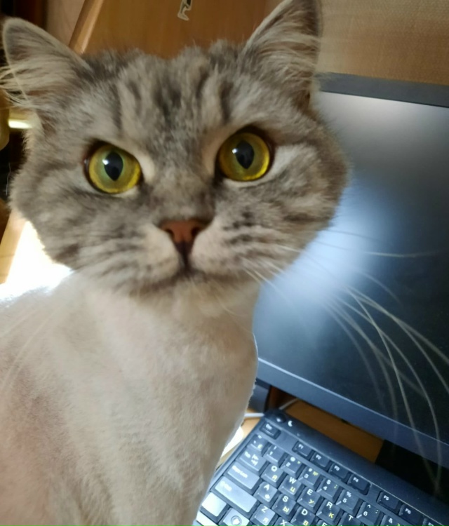 Кошка Рыся теперь кошка Лыся