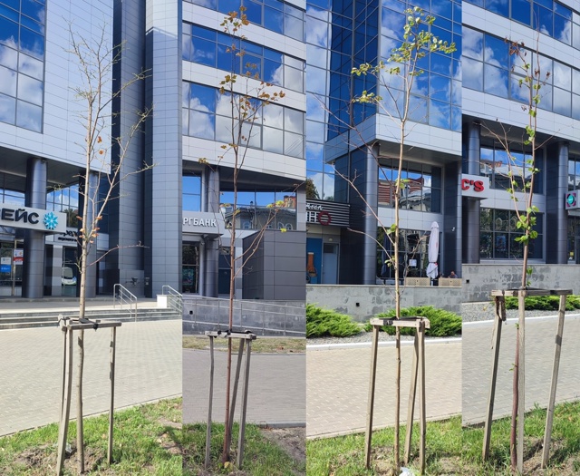 Улица Кирова, в центре Воронежа, когда-то была очень зе?...