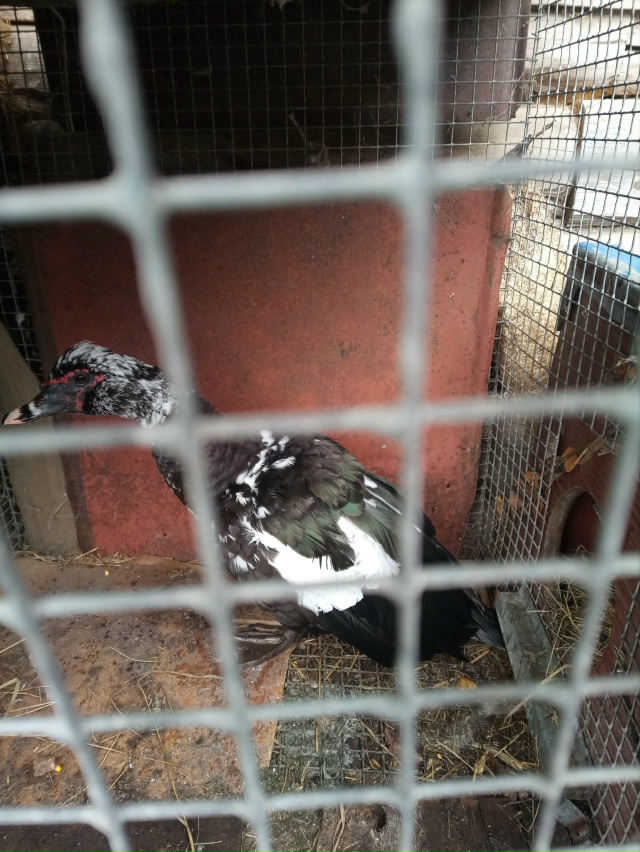 Потерянную индоутку поймали. Плавала под мостом на Сов...