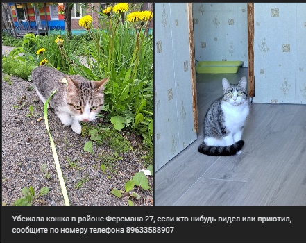#животные@pdsh51