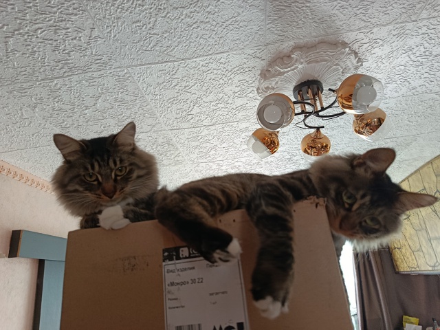 Болезнь коробочная