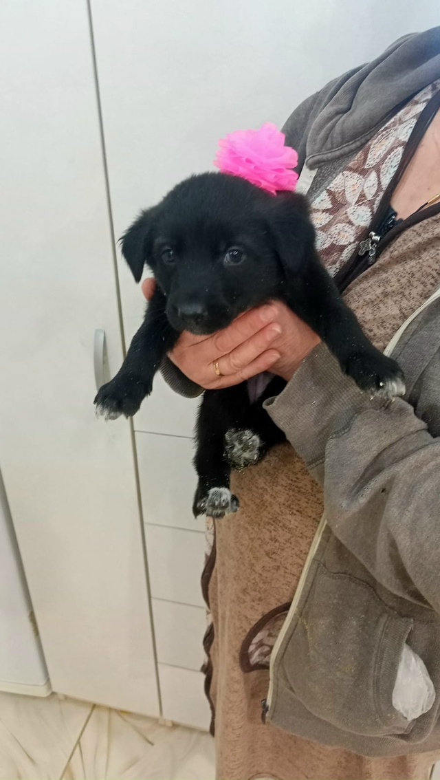 Отдам в хорошие руки щенков, 4 девочки, 2 мальчика, возра...