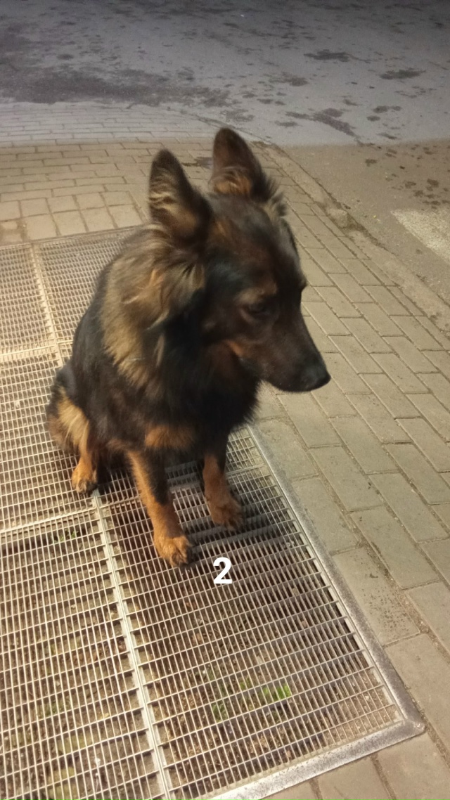 #ПотерялиНашлиПомогите
1 Ищем старых или новых хозяев...