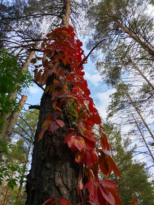 Осенний лес 🍂