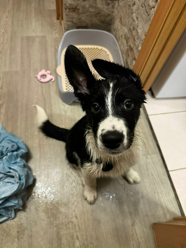 Спб, Петродворцовый , Ломоносовский район
ПРОСЬБА МАКС...