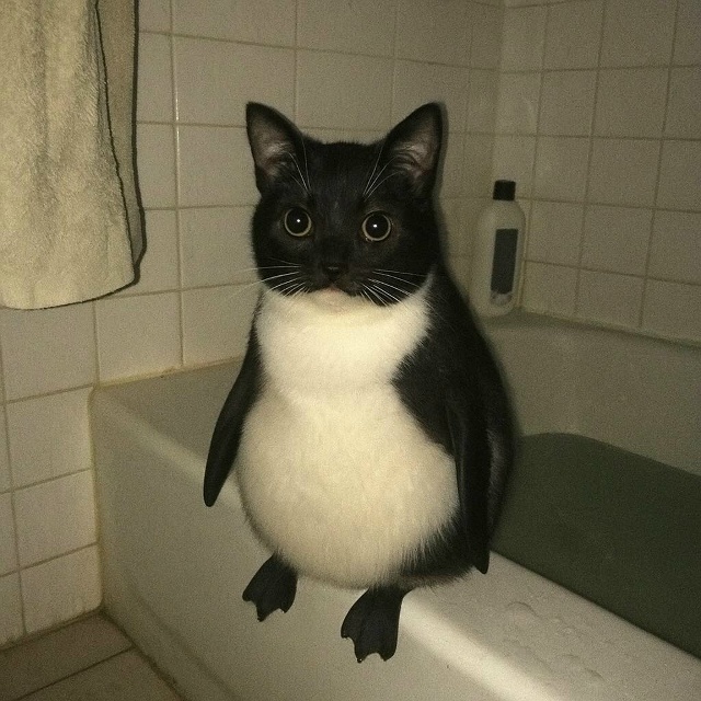 Давайте просто признаем тот факт, что коты прекрасны в ...