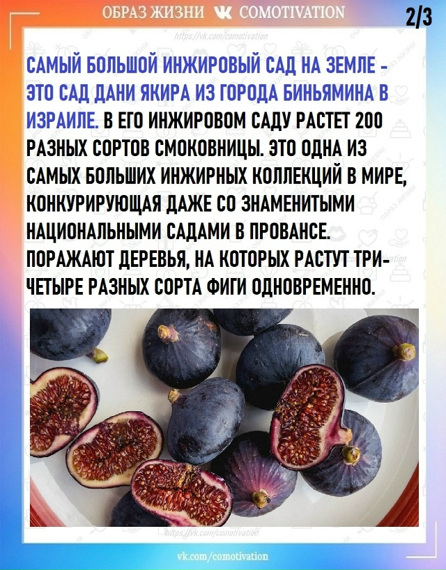 Любопытный факт