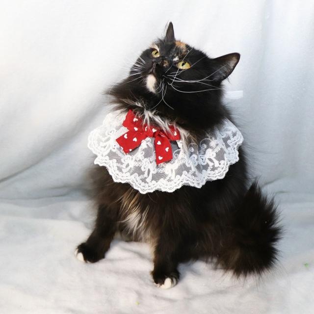 Очаровательная трехцветка Лола ищет дом?
Контактная...