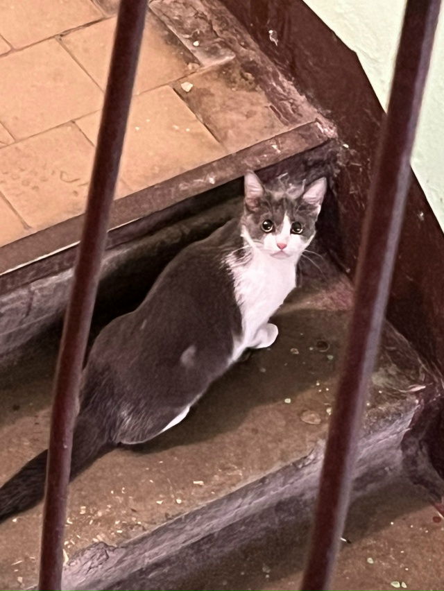 Ленина 92, 3 этаж, сидит кот или кошка на лестничной клет?...