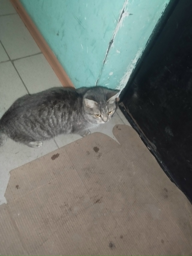 Здравствуйте. Подскажите пожалуйста куда обратится? Э?...