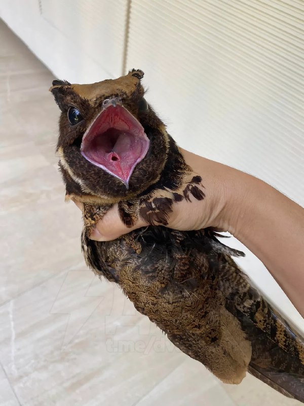 Это большой ушастый козодой — птица, которая больше всех остальных в мире похожа на дракона
Какой ж