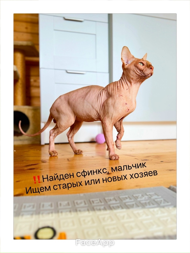 🆘 Максимальный репост. НАЙДЕН СФИНКС! п. Колюбакино, М?...