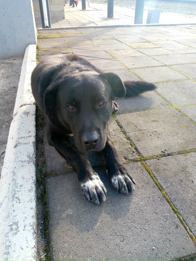 Чья потеряшка? бегает на станции Свирь
Ищет хозяина.
Л?...