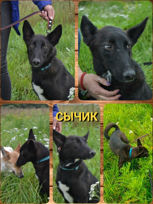 💕💕💕 СЫЧИК🐕 ищет дом‼️💕💕💕
Очень срочно ищу сла...