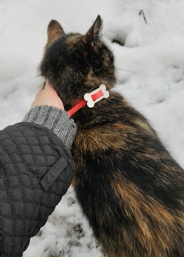 Янино2 , чья кошечка? Прибежала на закрытый участок, отп...