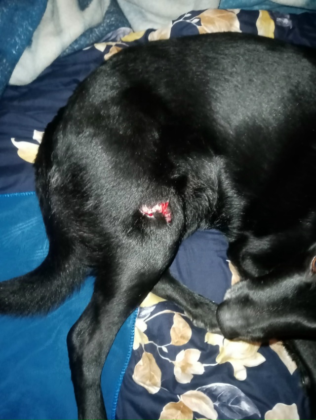 Здравствуйте. Пишу в первую очередь для тех кто гуляет ...